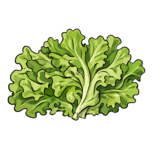 Lettuce